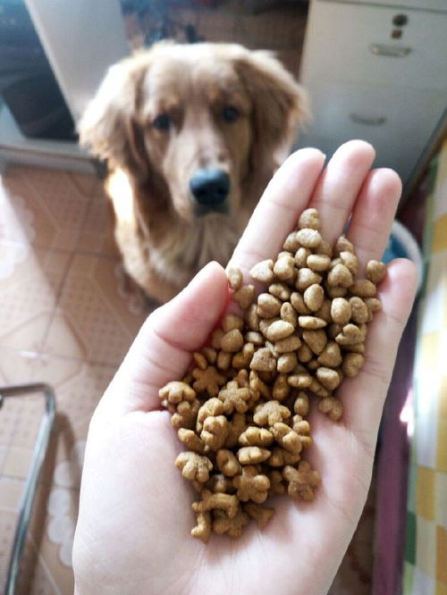 2021年度狗粮品牌大盘点 十大口碑之选与科学喂养指南